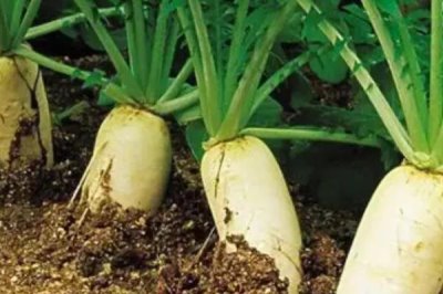 8月底適合種植什么蔬菜，可以種秋菠菜、茼蒿、香菜等
