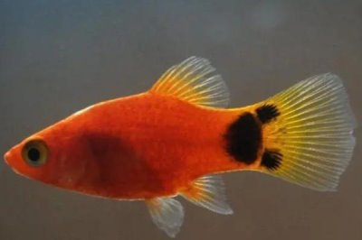 魚是怎么受精懷孕的，大部分魚是卵生的