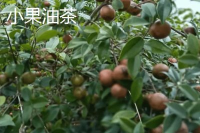 油茶苗的價格，樹苗高度、購買數(shù)量、產(chǎn)地等決定價格