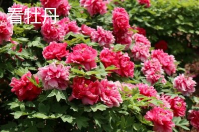 谷雨時節(jié)的習俗，采茶正值適期