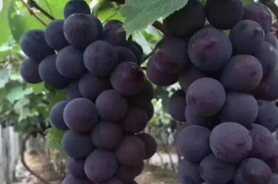 葡萄有哪些種類，常見的有巨峰葡萄、紅提、黑提、金手指葡萄等