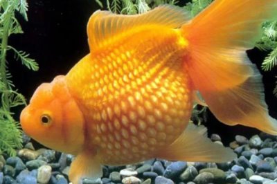 金魚要不要吃東西，只有吃東西才可以維持生命