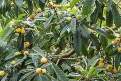 枇杷蘋(píng)果密蠣蚧，剛開(kāi)始為害時(shí)葉片后為害枝條