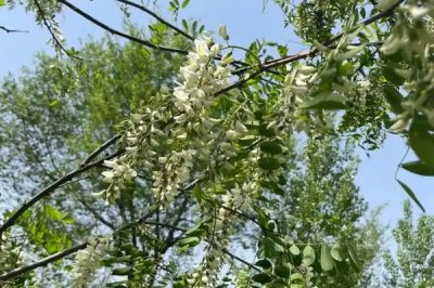 槐花的花語是什么，寓意美好向往、脫塵出俗等