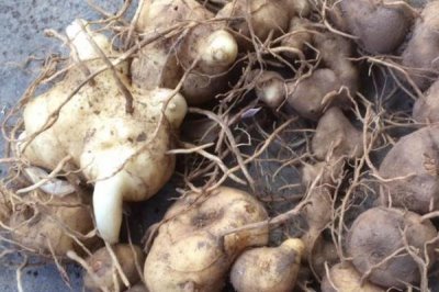 野生雞頭參的價(jià)格，一斤需要8-20元左右