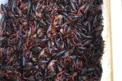 南陵小龍蝦的產(chǎn)地，產(chǎn)于安徽省蕪湖市南陵縣