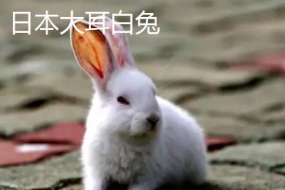 兔子的養(yǎng)殖品種，常見的有新西蘭白兔、比利時兔等