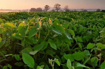 綠豆田的三棱草如何防除，可以選用滅草松