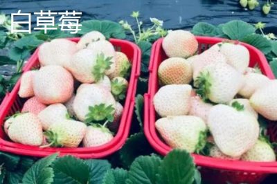 天價(jià)水果有哪些，一顆日本草莓的售價(jià)達(dá)到900元左右