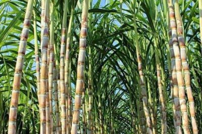 甘蔗的產(chǎn)地，最大的甘蔗生產(chǎn)國(guó)是巴西、印度和中國(guó)