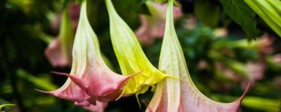 曼陀羅的花語，寓意不可預(yù)知的黑暗、誘惑等