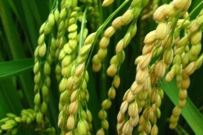 紅兩優(yōu)898水稻種子簡介，全生育期148.3天