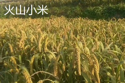山東昌樂(lè)縣的特產(chǎn)，昌樂(lè)西瓜有200多年種植歷史