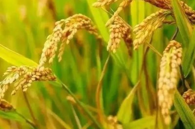 糯米爛秧怎么防治，可加強水肥管理或藥劑防治