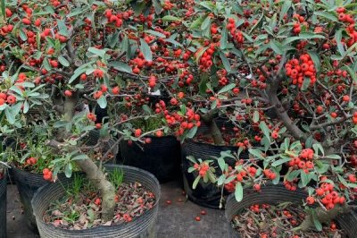 火棘樹盆栽多久澆一次水，出苗后早晚各一次