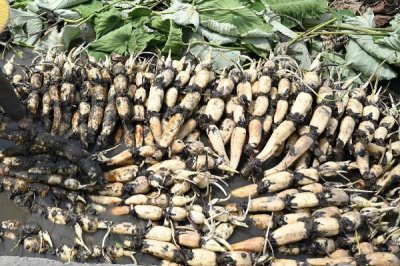 蓮藕定植不發(fā)棵的原因，是無(wú)性繁殖作物