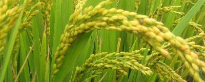 龍慶粳2水稻種子簡(jiǎn)介，普通粳稻品種