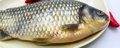 預(yù)防鯽魚(yú)出血病的方法,需定期清淤曬塘、富含蛋白的飼料要減少使用