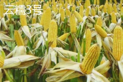 甜糯玉米怎么種植，初春可進(jìn)行雙膜覆蓋播種栽培