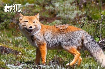 狐貍的食物，主要捕食鼠類、魚類、蛙類等動物