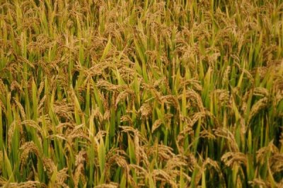 潤揚(yáng)稻59水稻種子特點(diǎn)，每畝10千克尿素并加拌除草劑