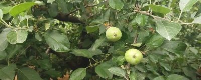 提高蘋果坐果率的方法，施足底肥可增加樹體的營養(yǎng)積累、促進(jìn)坐果