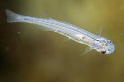 牙簽魚的產(chǎn)地分布，亞馬遜河流域是主要分布區(qū)