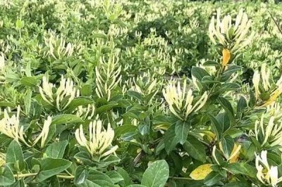 金銀花的種植技術，繁殖方法有播種、扦插兩種