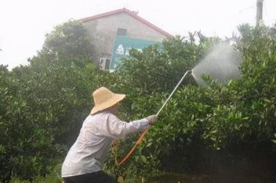 代森銨主治哪些病害，可有效防治水稻稻瘟病、玉米斑病等