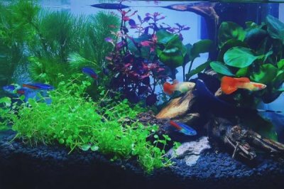 白化黑龍劍尾異型魚好不好養(yǎng)，新手和老手均可飼養(yǎng)