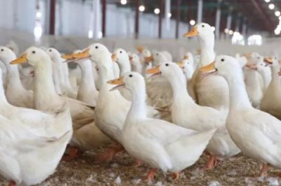 養(yǎng)殖肉鴨怎么節(jié)省飼料，合理搭配日糧的營養(yǎng)可減少飼料消耗量
