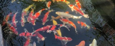養(yǎng)錦鯉不打氧氣行嗎，魚池養(yǎng)錦鯉可以不用打氧