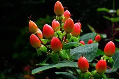 紅果金絲桃的花語，寓意嬌媚誘惑、迷信等