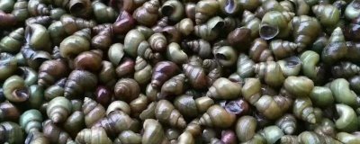 淡水螺的產(chǎn)地，廣東、福建等地養(yǎng)殖較多