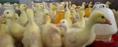 冬天怎么養(yǎng)殖雛鵝，育雛室的溫度要保持在28-30℃