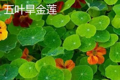 旱金蓮有哪些優(yōu)質(zhì)品種，常見的有三色旱金蓮、天藍(lán)旱金蓮等
