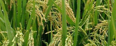 米崗油占水稻種簡介，注意防治白葉枯病