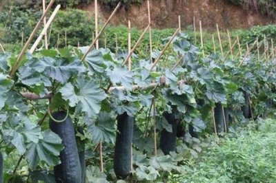 冬瓜對(duì)光照的要求，最好達(dá)到10-12小時(shí)
