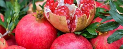 紅玉軟籽石榴的產(chǎn)地，四川攀西地區(qū)為主產(chǎn)區(qū)