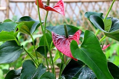 紅掌不開(kāi)花的原因，光照不足或肥料不足均會(huì)導(dǎo)致