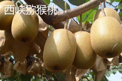 河南省駐馬店市的特產(chǎn)，包括平輿白芝麻、正陽三黃雞、正陽花生等種類
