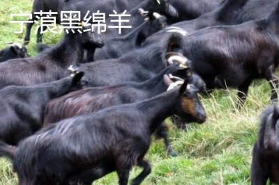 哪些羊適合在南方地區(qū)養(yǎng)，黑山羊、南江黃羊、黃淮山羊等品種均可養(yǎng)殖