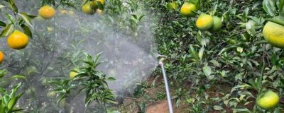 磷酸二氫鉀如何兌水，根據(jù)作物及使用方法調(diào)整兌水量