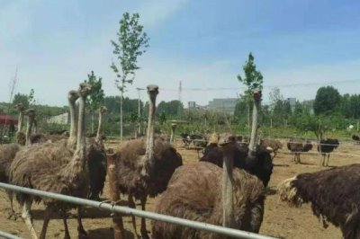 鴕鳥的養(yǎng)殖注意事項(xiàng),雌雄比例通常以3:1為宜