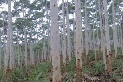 桉樹的施肥技巧，掌握施肥方法合理追肥