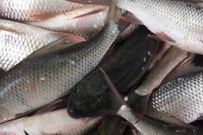 釣鯪魚用什么小藥，可選擇氨基酸、魚開胃等