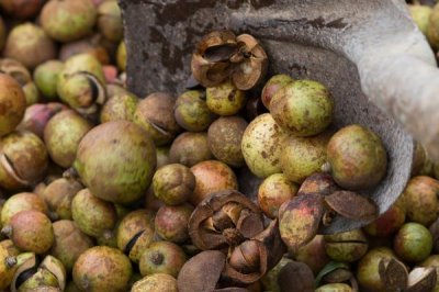 茶籽的價格，新鮮茶籽的批發(fā)價為8-12元左右/斤