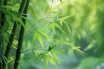 梅蘭竹菊的寓意，梅花寓意百折不撓
