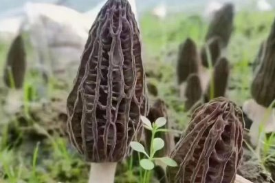 羊肚菌無(wú)菌霜會(huì)不會(huì)出菇,可以出菇但需要較長(zhǎng)時(shí)間