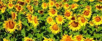 向日葵什么時(shí)候開花，一般在7-8月開花